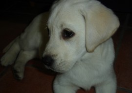 Kira